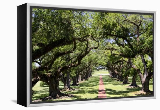 300-Year-Old Oak Trees, Vacherie, New Orleans, Louisiana, USA-Cindy Miller Hopkins-Framed Premier Image Canvas