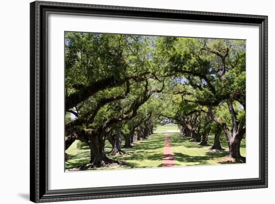 300-Year-Old Oak Trees, Vacherie, New Orleans, Louisiana, USA-Cindy Miller Hopkins-Framed Photographic Print