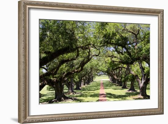 300-Year-Old Oak Trees, Vacherie, New Orleans, Louisiana, USA-Cindy Miller Hopkins-Framed Photographic Print