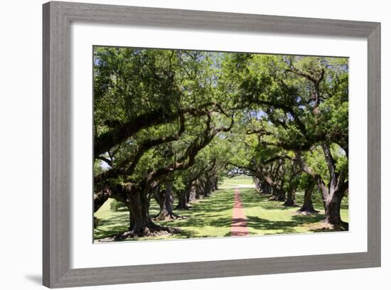 300-Year-Old Oak Trees, Vacherie, New Orleans, Louisiana, USA-Cindy Miller Hopkins-Framed Photographic Print