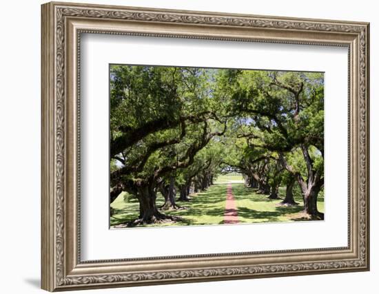 300-Year-Old Oak Trees, Vacherie, New Orleans, Louisiana, USA-Cindy Miller Hopkins-Framed Photographic Print