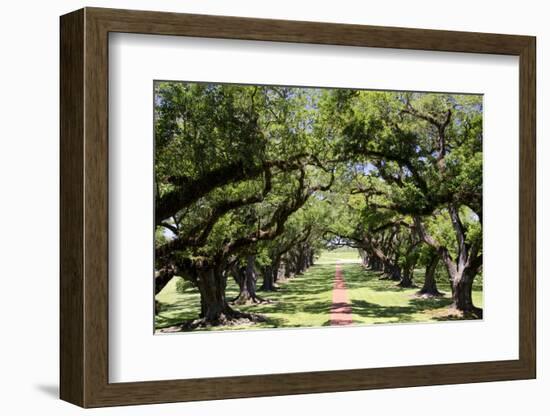 300-Year-Old Oak Trees, Vacherie, New Orleans, Louisiana, USA-Cindy Miller Hopkins-Framed Photographic Print