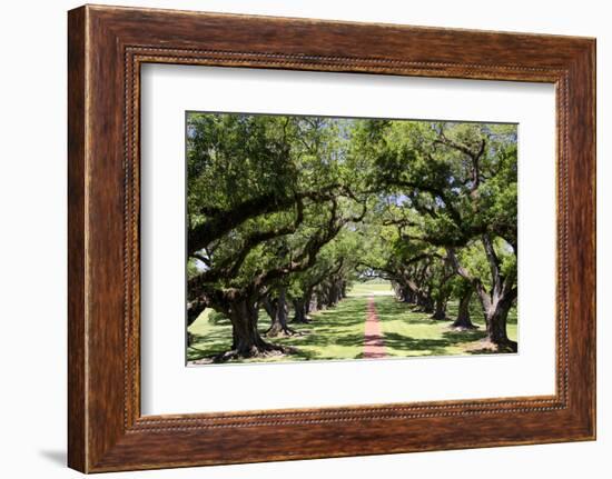 300-Year-Old Oak Trees, Vacherie, New Orleans, Louisiana, USA-Cindy Miller Hopkins-Framed Photographic Print