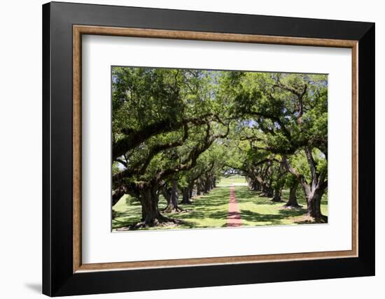 300-Year-Old Oak Trees, Vacherie, New Orleans, Louisiana, USA-Cindy Miller Hopkins-Framed Photographic Print