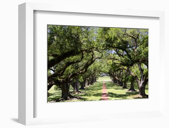 300-Year-Old Oak Trees, Vacherie, New Orleans, Louisiana, USA-Cindy Miller Hopkins-Framed Photographic Print