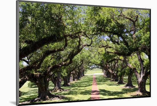 300-Year-Old Oak Trees, Vacherie, New Orleans, Louisiana, USA-Cindy Miller Hopkins-Mounted Photographic Print