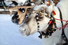 Reindeer-3355m-Mounted Photographic Print