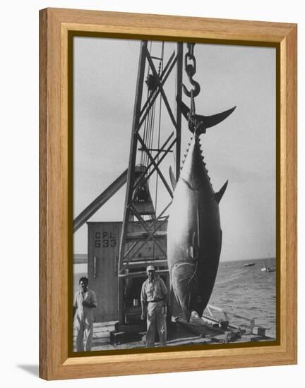 337 Lb. Tuna Caught at Cabo Blanco, Peru by Member of the Cabo Blanco Fishing Club-Frank Scherschel-Framed Premier Image Canvas