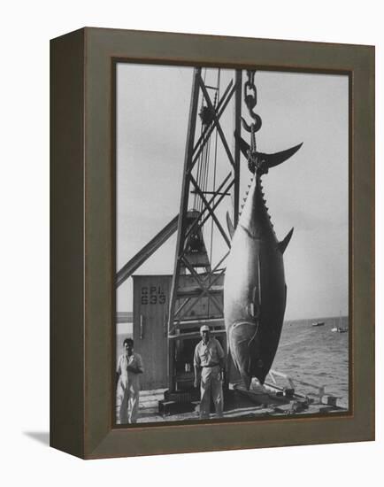 337 Lb. Tuna Caught at Cabo Blanco, Peru by Member of the Cabo Blanco Fishing Club-Frank Scherschel-Framed Premier Image Canvas