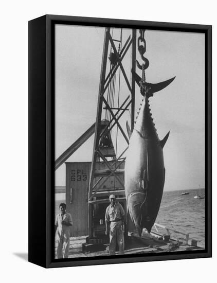 337 Lb. Tuna Caught at Cabo Blanco, Peru by Member of the Cabo Blanco Fishing Club-Frank Scherschel-Framed Premier Image Canvas