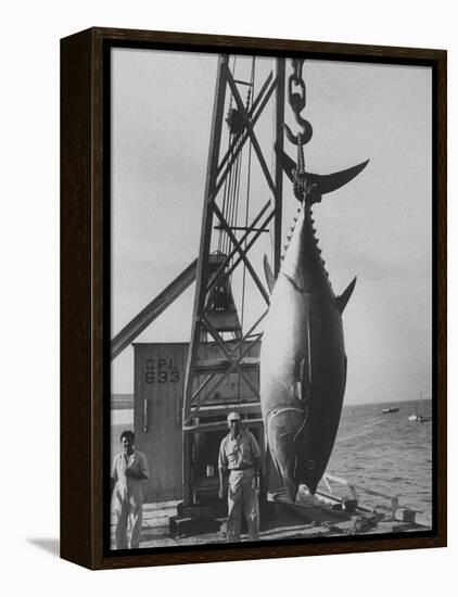 337 Lb. Tuna Caught at Cabo Blanco, Peru by Member of the Cabo Blanco Fishing Club-Frank Scherschel-Framed Premier Image Canvas