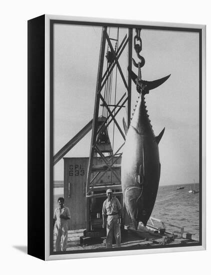 337 Lb. Tuna Caught at Cabo Blanco, Peru by Member of the Cabo Blanco Fishing Club-Frank Scherschel-Framed Premier Image Canvas