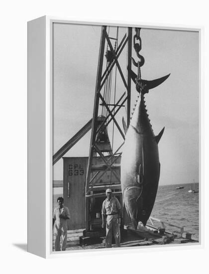 337 Lb. Tuna Caught at Cabo Blanco, Peru by Member of the Cabo Blanco Fishing Club-Frank Scherschel-Framed Premier Image Canvas