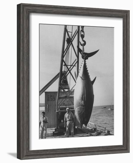 337 Lb. Tuna Caught at Cabo Blanco, Peru by Member of the Cabo Blanco Fishing Club-Frank Scherschel-Framed Photographic Print