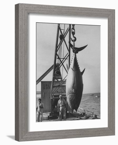 337 Lb. Tuna Caught at Cabo Blanco, Peru by Member of the Cabo Blanco Fishing Club-Frank Scherschel-Framed Photographic Print