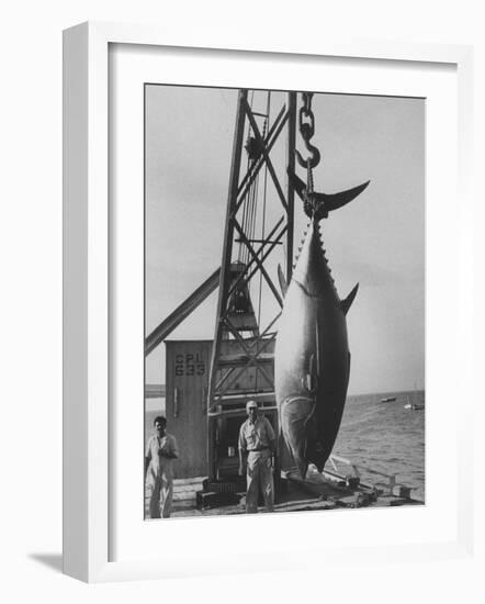 337 Lb. Tuna Caught at Cabo Blanco, Peru by Member of the Cabo Blanco Fishing Club-Frank Scherschel-Framed Photographic Print