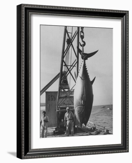 337 Lb. Tuna Caught at Cabo Blanco, Peru by Member of the Cabo Blanco Fishing Club-Frank Scherschel-Framed Photographic Print