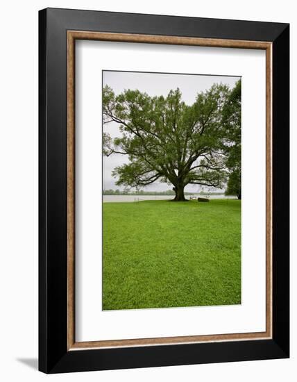 350 year old Willow-Oak of Shirley Plantation on the James River, Virginia-null-Framed Photographic Print