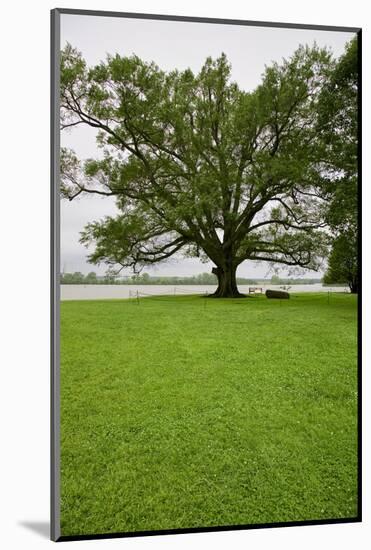 350 year old Willow-Oak of Shirley Plantation on the James River, Virginia-null-Mounted Photographic Print