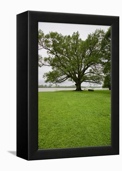 350 year old Willow-Oak of Shirley Plantation on the James River, Virginia-null-Framed Premier Image Canvas