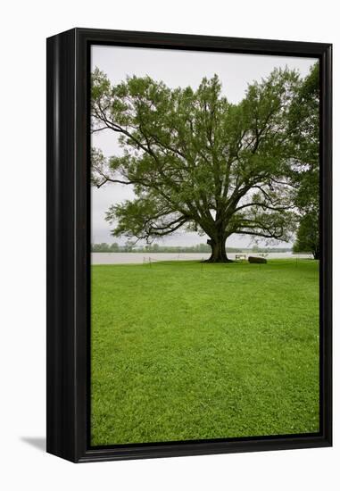 350 year old Willow-Oak of Shirley Plantation on the James River, Virginia-null-Framed Premier Image Canvas