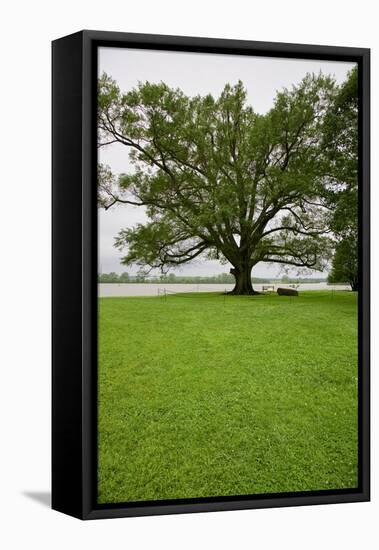 350 year old Willow-Oak of Shirley Plantation on the James River, Virginia-null-Framed Premier Image Canvas