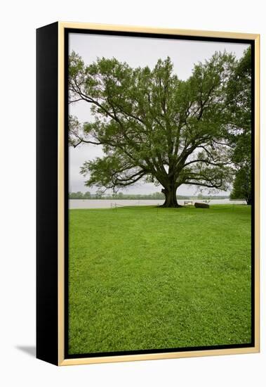 350 year old Willow-Oak of Shirley Plantation on the James River, Virginia-null-Framed Premier Image Canvas