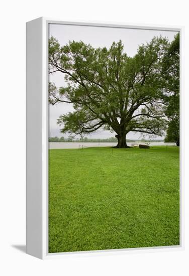 350 year old Willow-Oak of Shirley Plantation on the James River, Virginia-null-Framed Premier Image Canvas