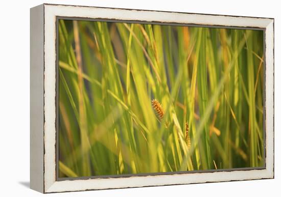 359-Dan Ballard-Framed Premier Image Canvas