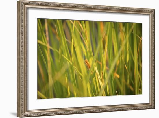 359-Dan Ballard-Framed Photographic Print