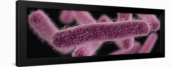 3D illustration of the rod-shaped, drug-resistant, Shigella bacteria.-Stocktrek Images-Framed Art Print