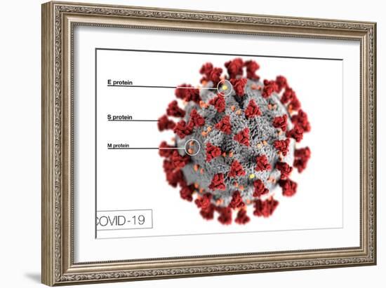 3D illustration of the ultrastructure of the coronavirus, with labels.-Stocktrek Images-Framed Art Print