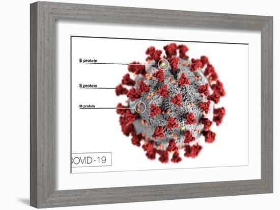 3D illustration of the ultrastructure of the coronavirus, with labels.-Stocktrek Images-Framed Art Print