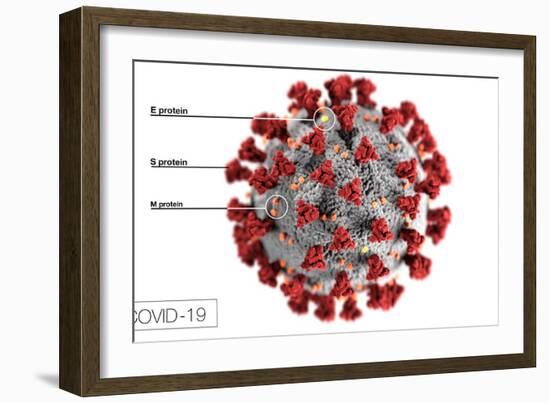 3D illustration of the ultrastructure of the coronavirus, with labels.-Stocktrek Images-Framed Art Print