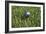 3D Rendering of an Earth Golf Ball on Tee in the Grass-null-Framed Art Print