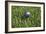 3D Rendering of an Earth Golf Ball on Tee in the Grass-null-Framed Art Print