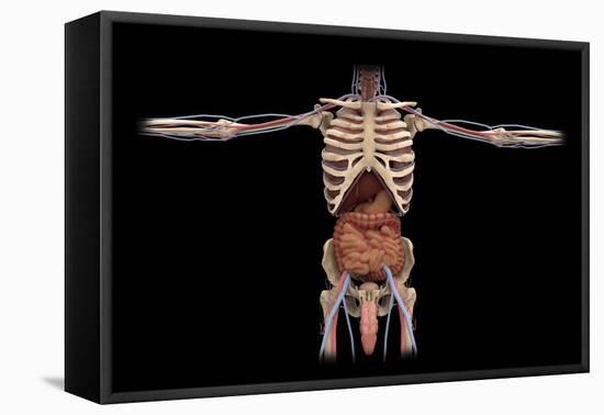 3D Rendering of Digestive System and Male Reproductive System-Stocktrek Images-Framed Stretched Canvas