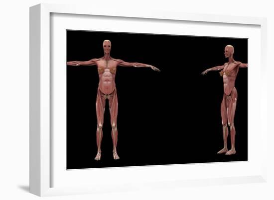 3D Rendering of Female Muscular System-Stocktrek Images-Framed Art Print