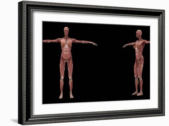3D Rendering of Female Muscular System-Stocktrek Images-Framed Art Print