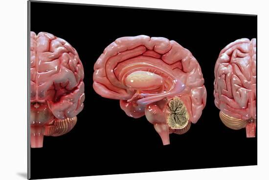 3D Rendering of Human Brain-Stocktrek Images-Mounted Art Print