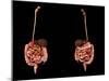 3D Rendering of Human Digestive System-Stocktrek Images-Mounted Art Print