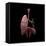 3D Rendering of Human Lungs with Respiratory Tree and Diaphragm-Stocktrek Images-Framed Stretched Canvas