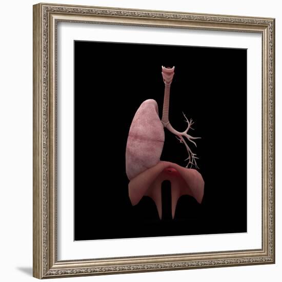 3D Rendering of Human Lungs with Respiratory Tree and Diaphragm-Stocktrek Images-Framed Art Print