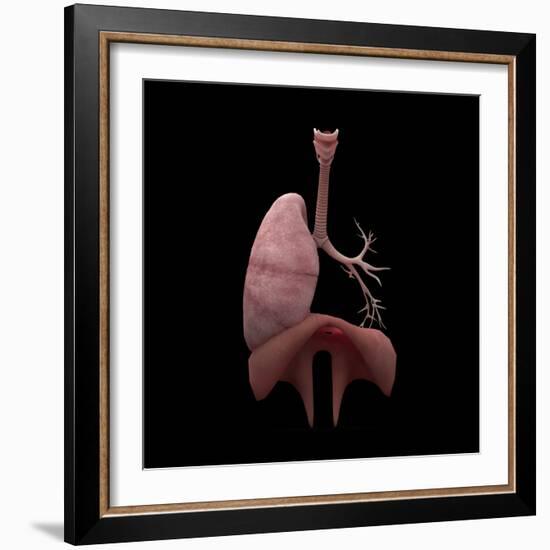 3D Rendering of Human Lungs with Respiratory Tree and Diaphragm-Stocktrek Images-Framed Art Print