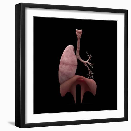 3D Rendering of Human Lungs with Respiratory Tree and Diaphragm-Stocktrek Images-Framed Art Print