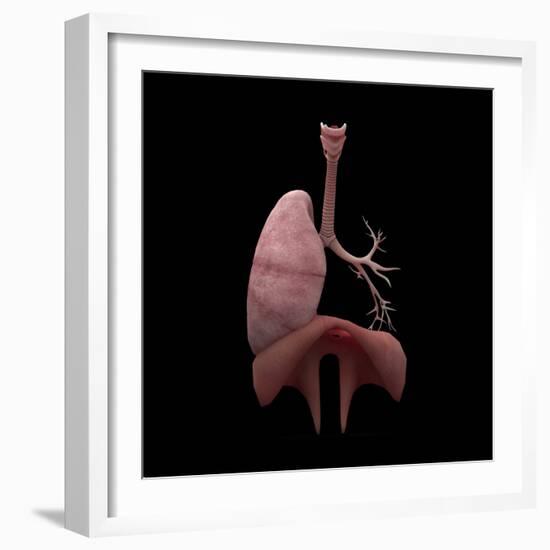 3D Rendering of Human Lungs with Respiratory Tree and Diaphragm-Stocktrek Images-Framed Art Print