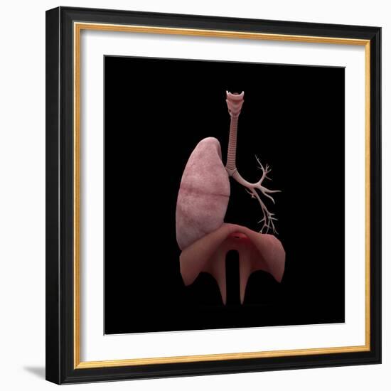 3D Rendering of Human Lungs with Respiratory Tree and Diaphragm-Stocktrek Images-Framed Art Print