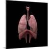 3D Rendering of Human Lungs-Stocktrek Images-Mounted Art Print