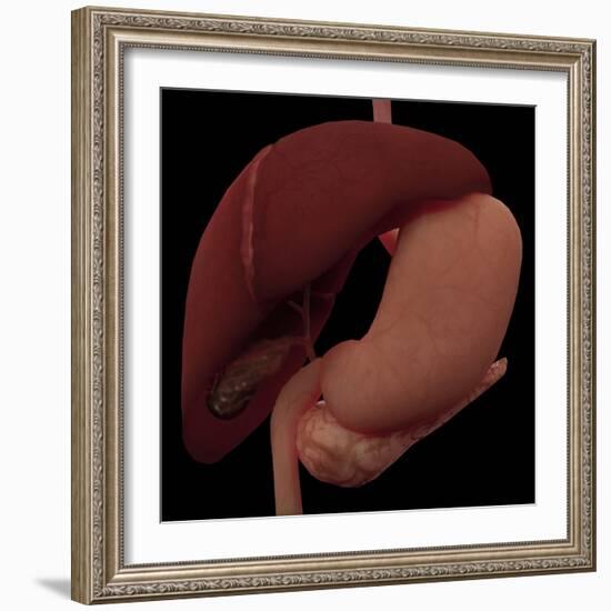 3D Rendering of Liver and Stomach of Human Digestive System-Stocktrek Images-Framed Art Print