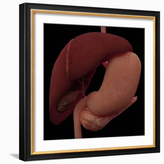 3D Rendering of Liver and Stomach of Human Digestive System-Stocktrek Images-Framed Art Print